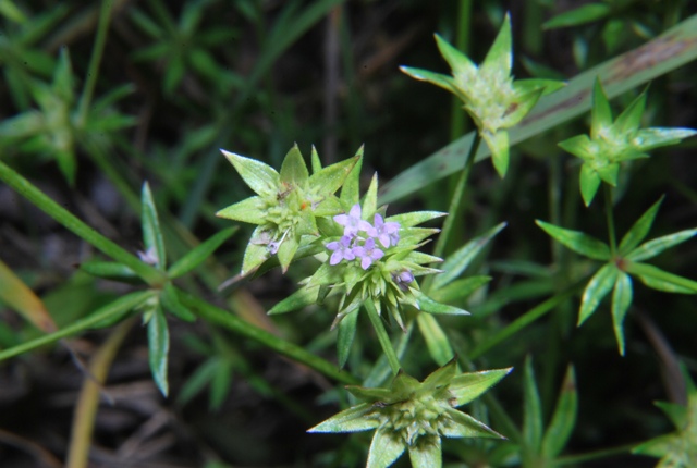 Sherardia arvensis